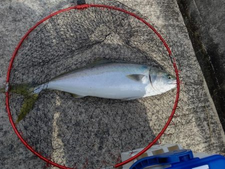 ショアジギング