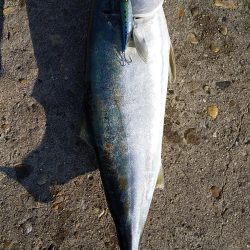 メジロ、ツバス