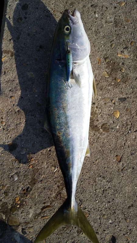 メジロ、ツバス