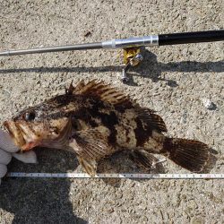 江井ヶ島・穴釣りで良型!