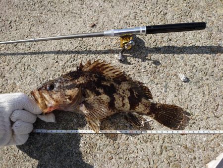 江井ヶ島・穴釣りで良型！