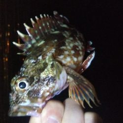 ガシラ12 アジ1 サバ1