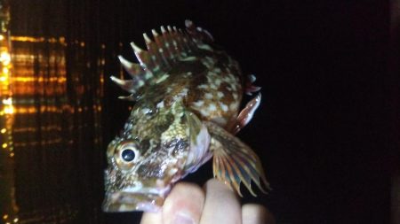 ガシラ12  アジ1  サバ1