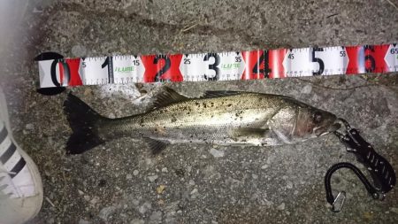 秋のハイシーズン