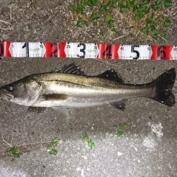 お試しのつもりが