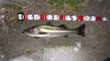 お試しのつもりが