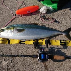 人工島でメジロをゲットー