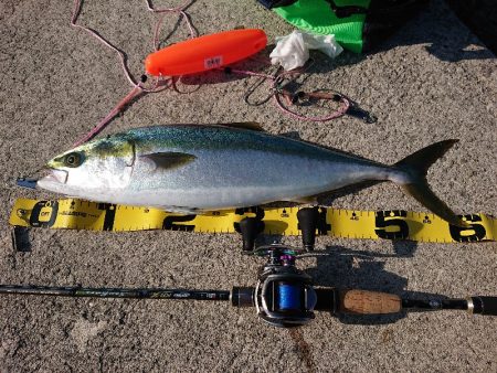 人工島でメジロをゲットー