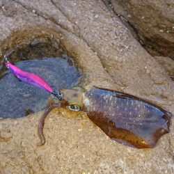 くやしいです( TДT)