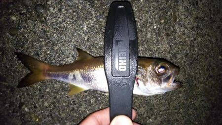 澄み潮を避けて