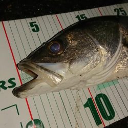 イイ感じのシーバス