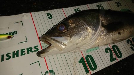 イイ感じのシーバス