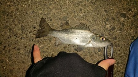 探そうぜ!シーバスボール!