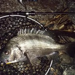 久しぶりのチニング