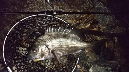 久しぶりのチニング