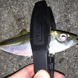 厳しいアジング