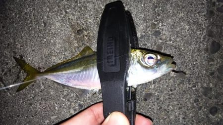 厳しいアジング