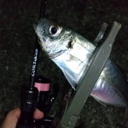 カマス入れ食い