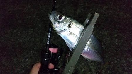 カマス入れ食い