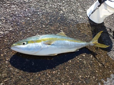 ショアジギング