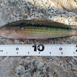 フグの猛攻にやられた