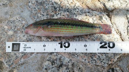 フグの猛攻にやられた