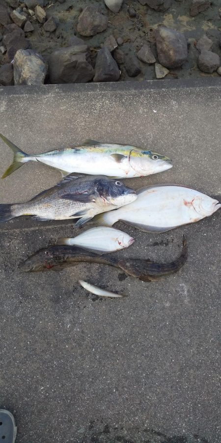 香良州海岸沖でゴムボートフィッシング