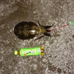 先週より当たりが少し少なかった。