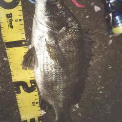 ぶら湾奥調査!!