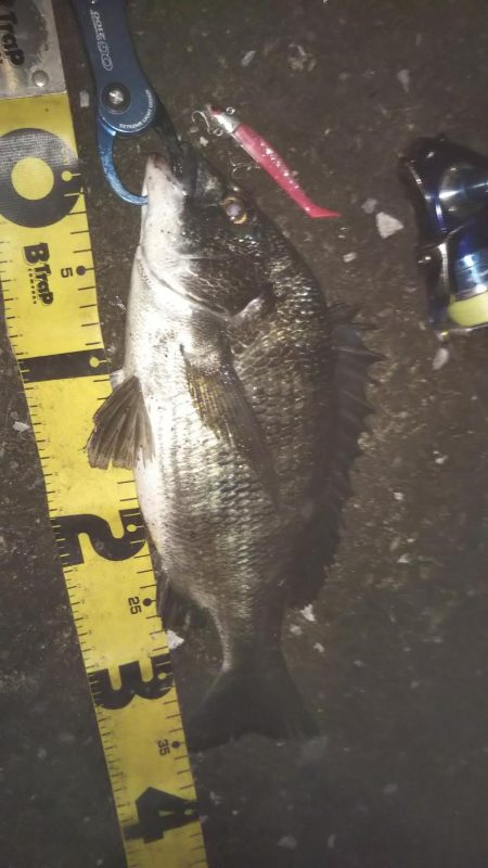 ぶら湾奥調査!!