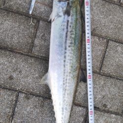 ぶらサゴシ！！