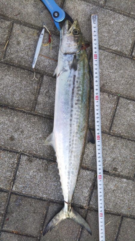 ぶらサゴシ！！