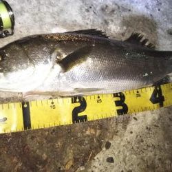 ぶらシーバス！！