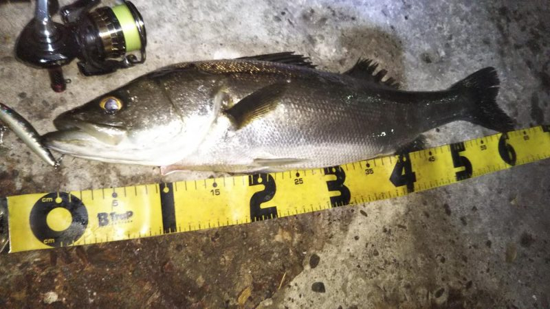 ぶらシーバス！！