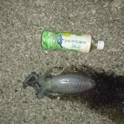 秋イカの当たりが