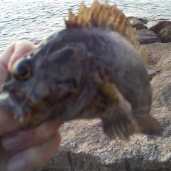 ライトロックで行こう