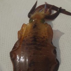 ボートエギング