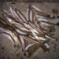 播磨新島のキスが久々に爆釣しました