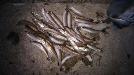 播磨新島のキスが久々に爆釣しました