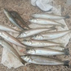 7時から江井ヶ島のキス調査