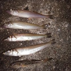 暖かい釣行でした