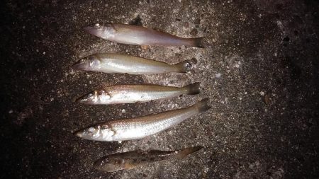 暖かい釣行でした