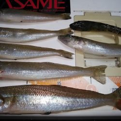 強風の江井ヶ島釣行