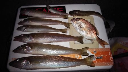 僅かな時合いを捉える事が出来ました