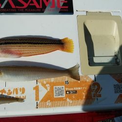 今年も不発の東二見西水路