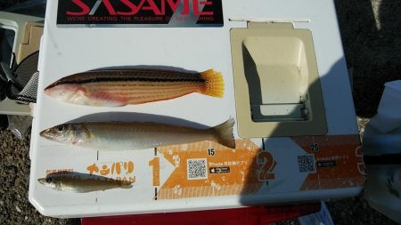 今年も不発の東二見西水路