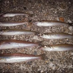 播磨新島調査後に江井ヶ島へキス釣行