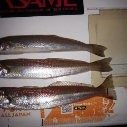 日没前の時合い狙い