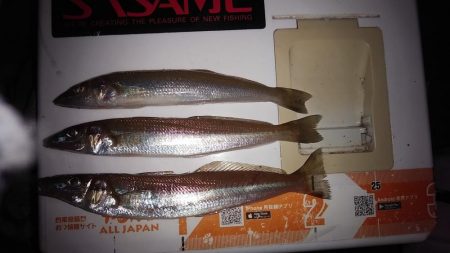 日没前の時合い狙い