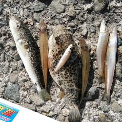 播磨新島のキス調査